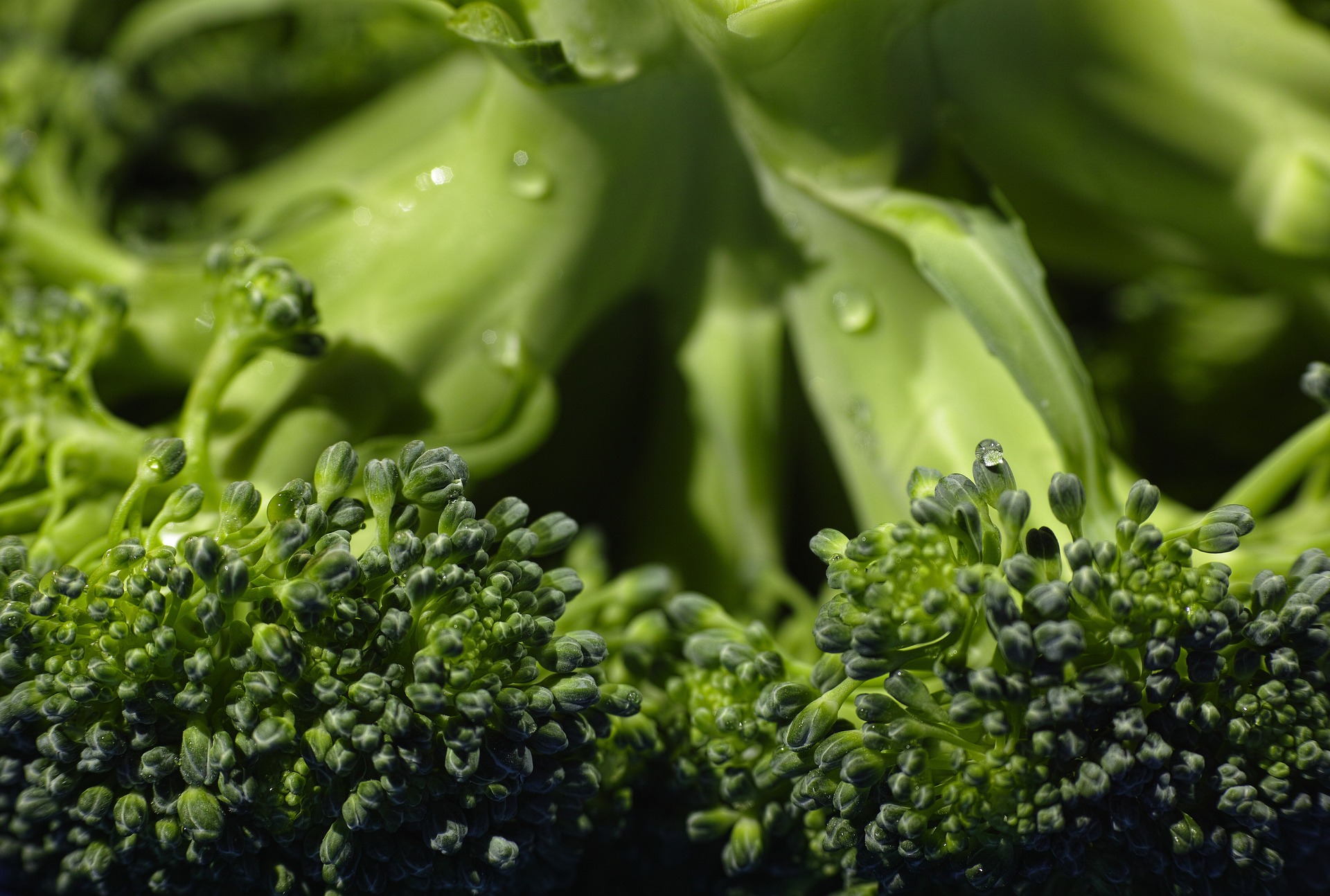 broccoli-g851ac9165_1920